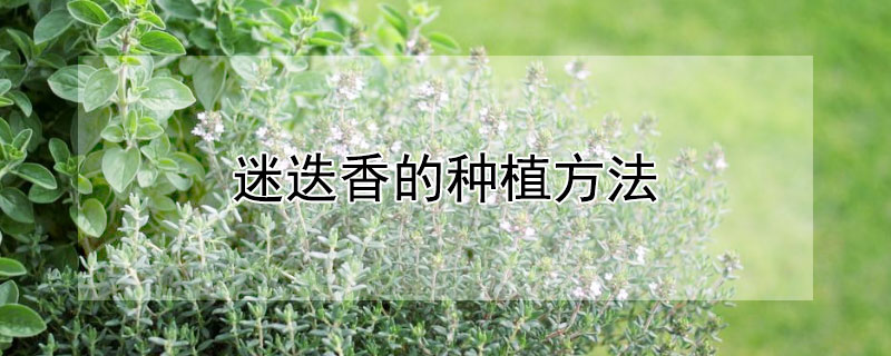 迷迭香的种植方法 迷迭香的种植方法和注意事项