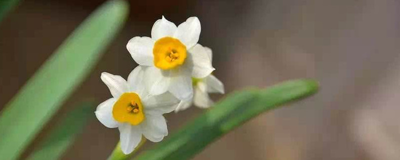 水仙怎么种植水培 水仙如何培植