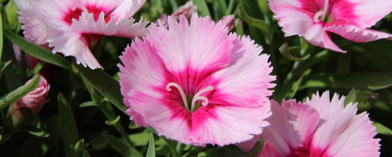 石竹花开败了怎么办（石竹花枯萎了怎么办）