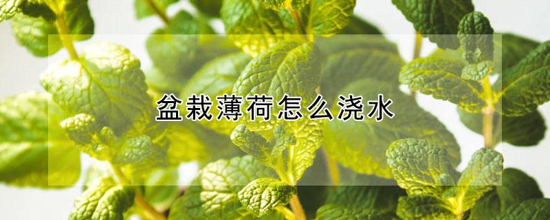 盆栽薄荷怎么浇水（薄荷好养吗?怎样水浇）