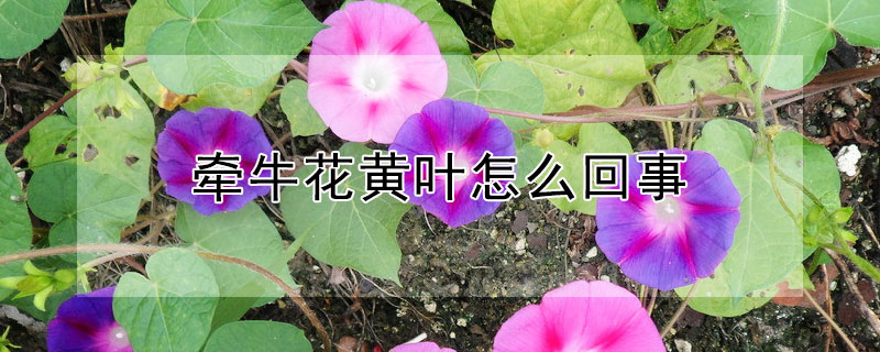 牵牛花黄叶怎么回事（牵牛花叶子发黄是什么原因）