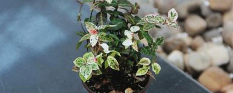 络石吊兰怎么养和修剪（彩叶络石吊兰怎么养）