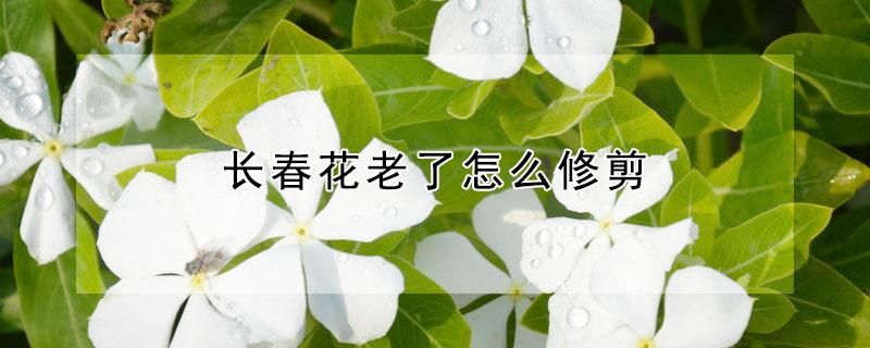 长春花老了怎么修剪（长春花怎样修剪）