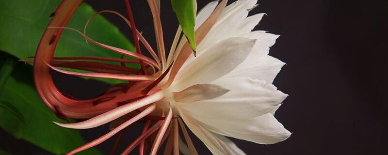 假昙花栽植方法（昙花的移栽方法）