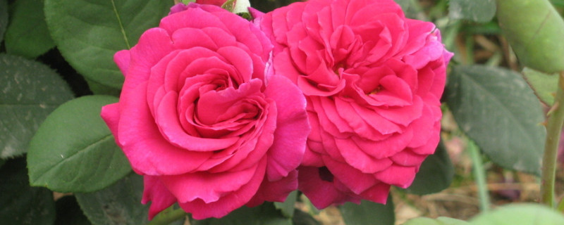 月季和蔷薇哪个好养(蔷薇花好养活还是月季好养活)