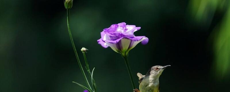 洋桔梗怎么修剪（洋桔梗怎么修剪插瓶）