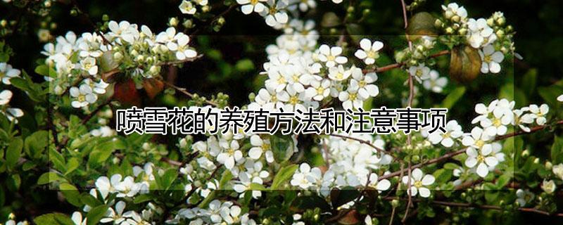 喷雪花的养殖方法和注意事项（粉色喷雪花的养殖方法和注意事项）