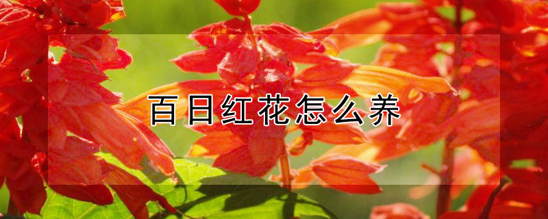 百日红花怎么养 千日红花怎么养护