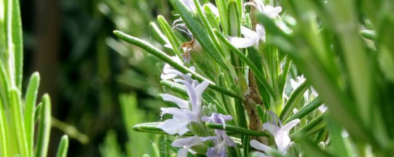 迷迭香养殖方法及注意事项 迷迭香种植方法及养护