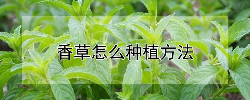 香草怎么种植方法（香草的养殖方法）