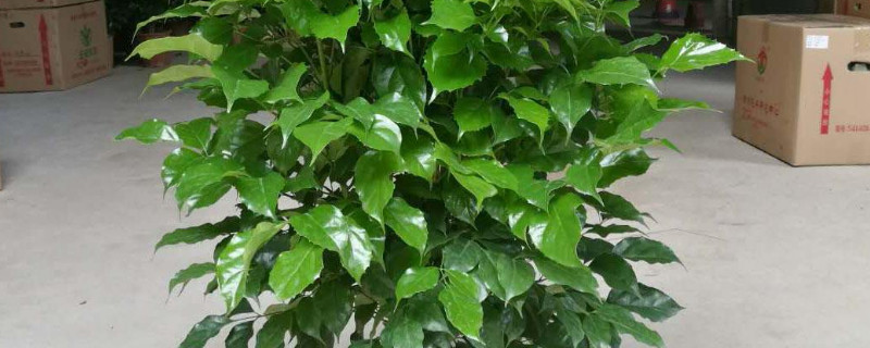 平安树什么时候剪枝 平安树几月份剪枝最好