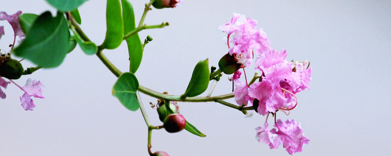 紫薇花枝条怎么水培（紫薇花可以水培吗）