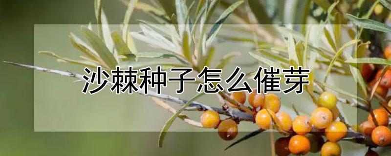 沙棘种子怎么催芽（沙棘种子的播种方法）