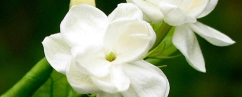 夏天鲜花养护要点（夏季鲜花养护）