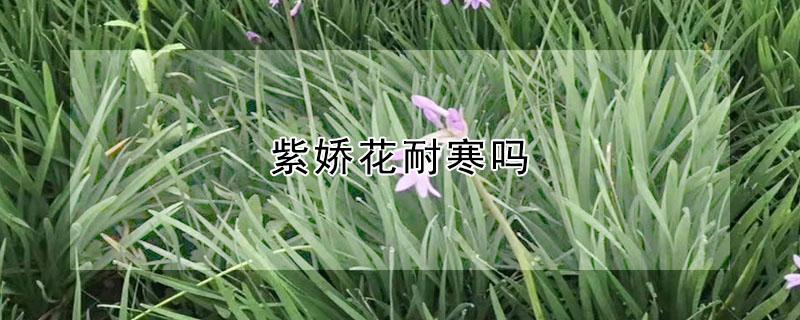 紫娇花耐寒吗 紫娇花能过冬吗