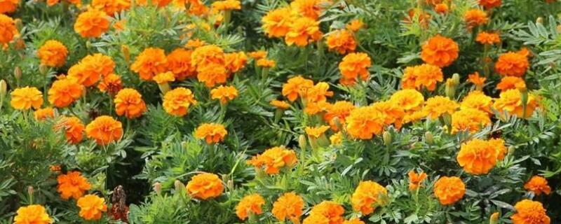 孔雀菊怎么种植（孔雀菊盆栽）