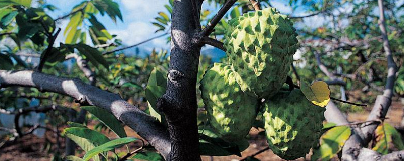 释迦树的种植 释迦树种植百度