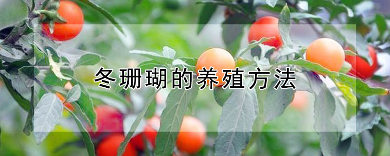 冬珊瑚的养殖方法 冬珊瑚的养殖方法特性