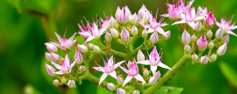 景天花怎么养 景天怎样养才开花