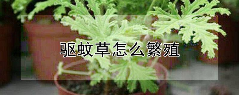 驱蚊草怎么繁殖 驱蚊草怎样繁殖