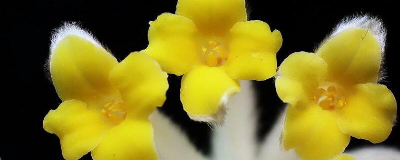 结香花叶子发黄怎么办（香花叶子发黄是怎么回事）