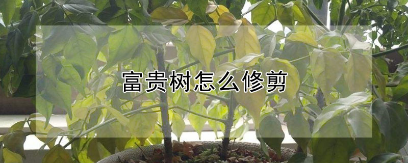 富贵树怎么修剪(富贵树怎么修剪枝叶视频)