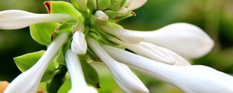 玉簪花什么时候分盆 玉簪花的花期是什么时候