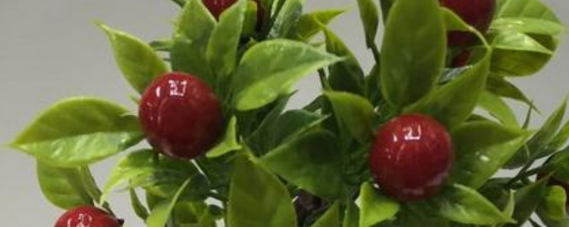盆栽观赏樱桃树怎么养(家栽樱桃树怎么养)