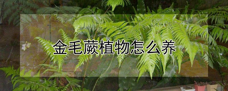 金毛蕨植物怎么养（金毛蕨的养殖方法）