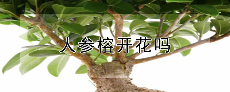 人参榕开花吗 人参榕树开花吗