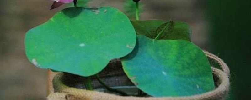 碗莲冬天怎么养护 碗莲秋冬季养护方法