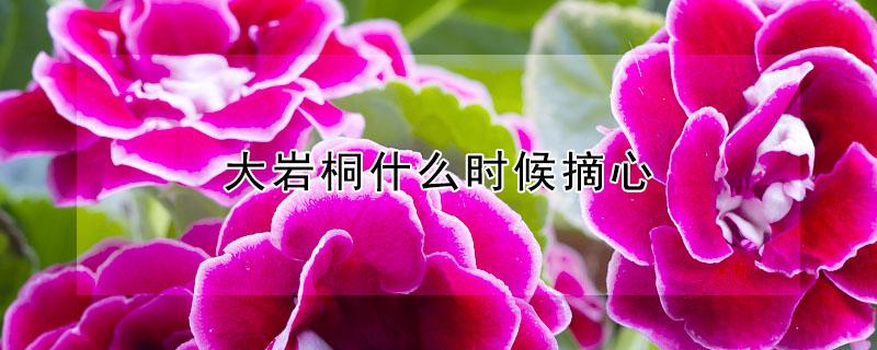 大岩桐什么时候摘心 什么时候给大岩桐摘心