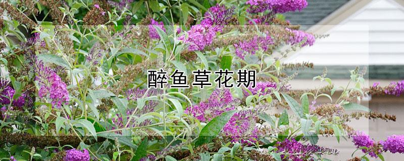 醉鱼草花期（醉鱼草几月栽种）