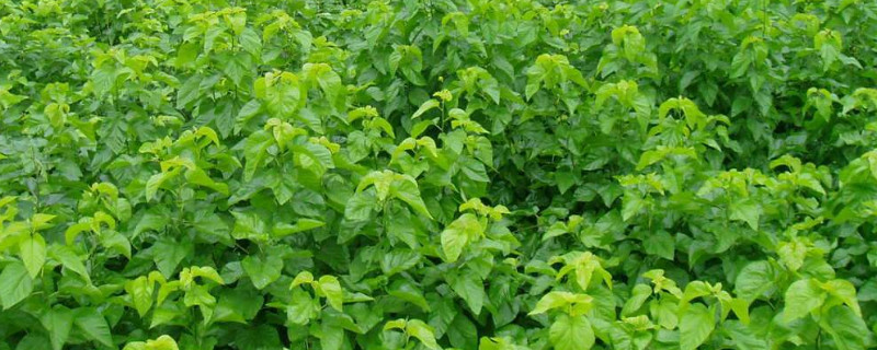 桑树可以嫁接什么果树（桑叶树能嫁接什么果树）