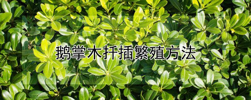 鹅掌木扦插繁殖方法（鹅掌木扦插繁殖方法10月）