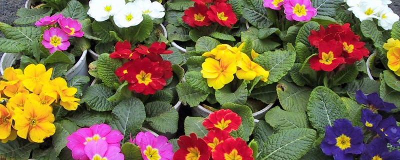 欧报春的扦插方法 春雨 扦插