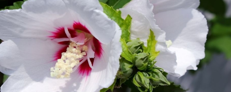 木槿花不长叶子怎么办(木槿花不长叶子是怎么回事)