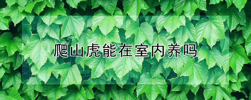 爬山虎能在室内养吗（爬山虎能不能家里养）