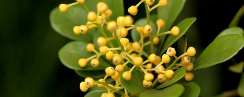 米兰一晃就掉叶（米兰花一晃就掉叶）