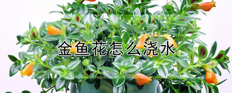 金鱼花怎么浇水(小金鱼花怎么浇水)