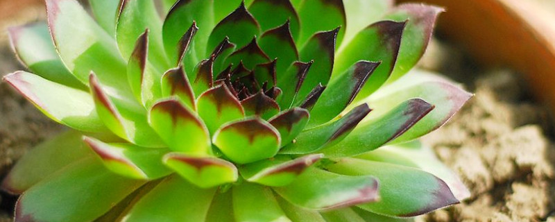 观音莲的侧芽怎么栽 观音莲侧芽繁殖