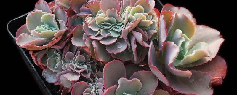 高砂之翁怎么繁殖（高砂之翁可以叶插繁殖吗）