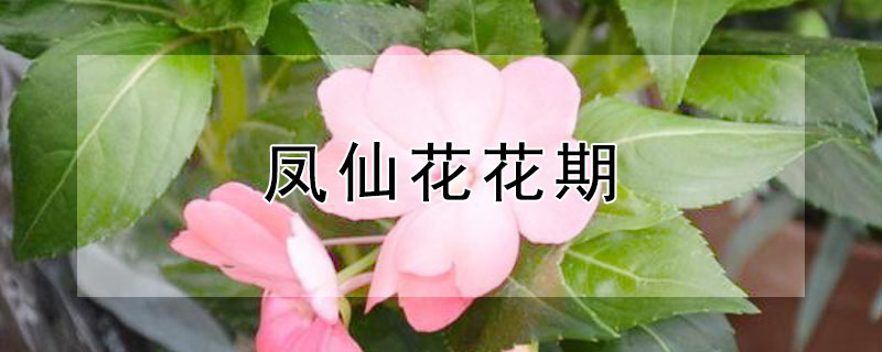 凤仙花花期 非洲重瓣凤仙花花期