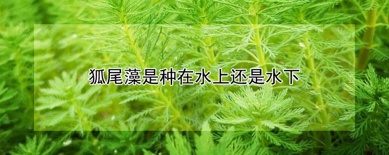 狐尾藻是种在水上还是水下（狐尾藻是沉水植物吗）