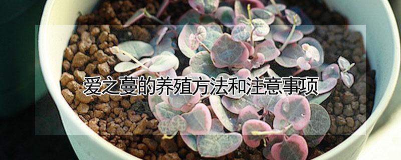 爱之蔓的养殖方法和注意事项 爱之蔓植物怎么养