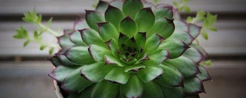 观音莲老桩怎么上盆 观音莲老桩用什么土