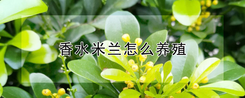 香水米兰怎么养殖(香水米兰好养吗)