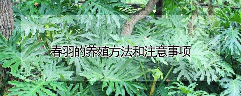 春羽的养殖方法和注意事项 黄金春羽的养殖方法和注意事项