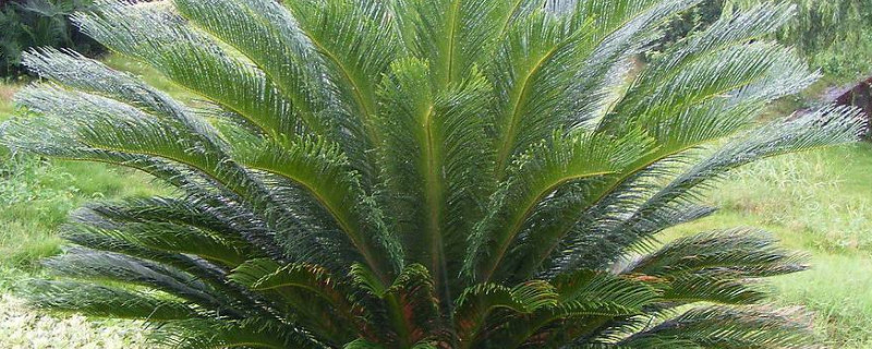 为什么家里不能养铁树（家里面能养铁树吗）