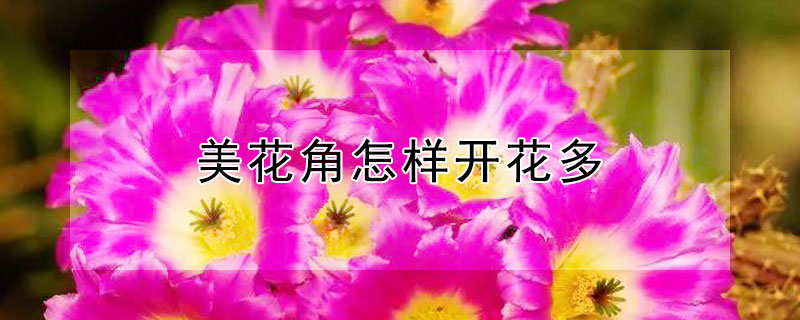 美花角怎样开花多（美花角怎么才能开花）